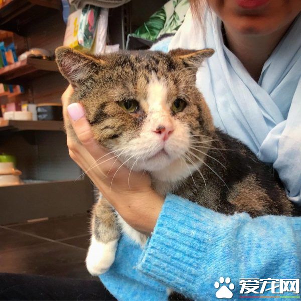 加拿大街貓帕杜被誘捕 成愛撒嬌的傻大個家貓