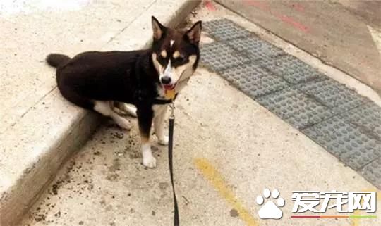 養柴犬的10個理由，99%的人看完都心動了！