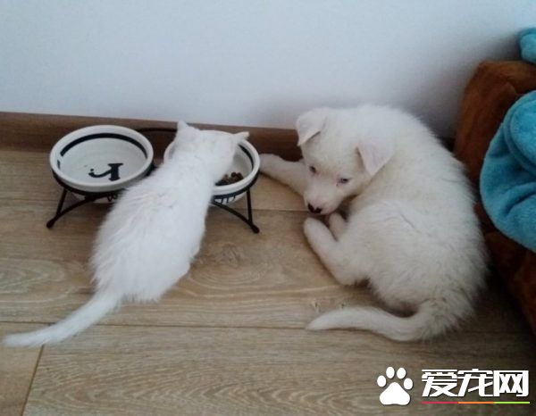 狗狗想找伴 遇見命中注定的好朋友