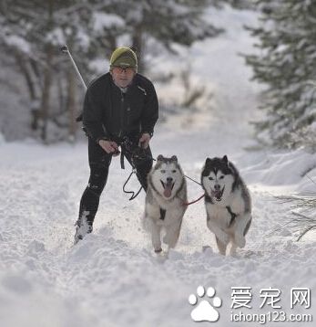 哈士奇跟主人一起參加狗拉雪橇大賽