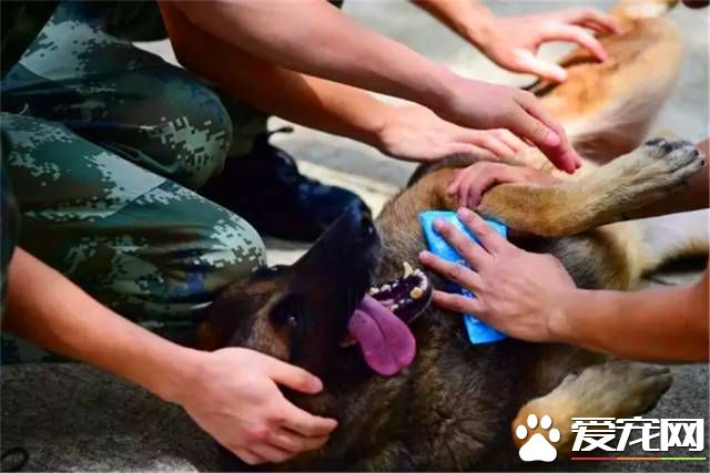 深圳“最萌公務員”不能處對象，也休姨媽假！警犬的私密生活大揭密
