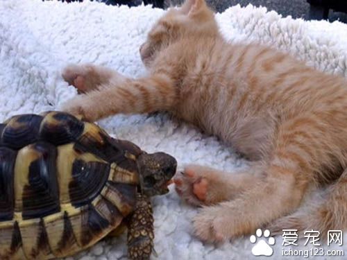 貓咪肉球魅力無限大 連烏龜也難擋貓肉球的魅力