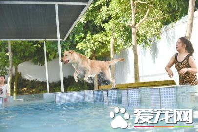 成都寵物泳池太火爆 狗狗游泳要提前預約