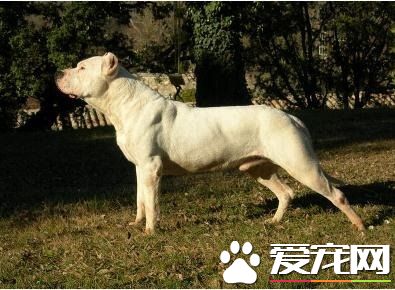 阿根廷杜高