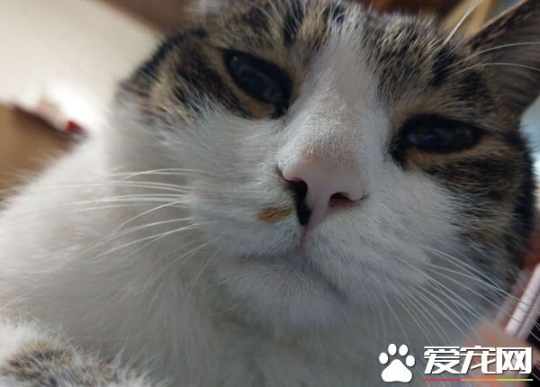 遇上路霸+碰瓷的貓 無奈爸爸每下階梯要小心翼翼