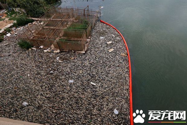 伊拉克大量魚類離奇死亡 引發當地居民猜疑恐慌