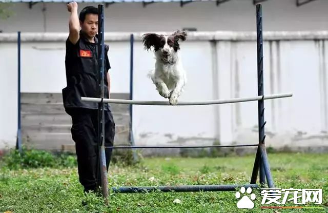 深圳“最萌公務員”不能處對象，也休姨媽假！警犬的私密生活大揭密