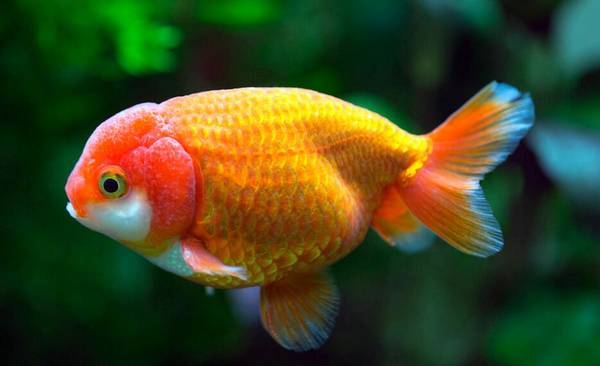 養草金魚還放鹽嗎