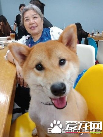 超可愛狗狗 被阿嬤溺寵舍身陪睡地板