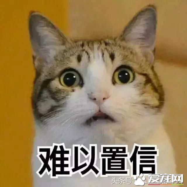 狗是否知道自己是狗？