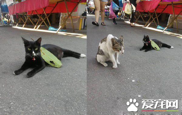 小路霸大喇喇地睡馬路中央 貼心告示牌賺罐罐錢