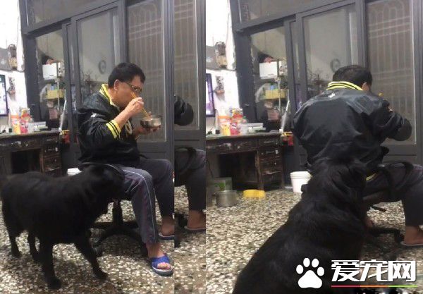 浪浪收編后阿公阿嬤撫養 成貪吃幸福汪