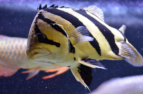虎魚能和鸚鵡魚混養嗎