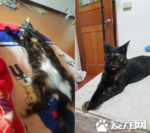 貓咪百香果愛收藏   一大堆瓶蓋正在被集齊