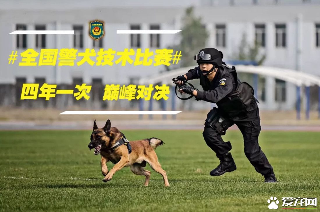 小黑警犬眉眼間橫貼ok蹦 堅定小表情萌翻網友
