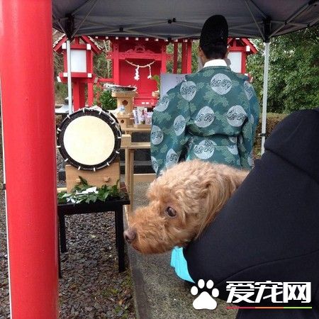日旅館首推寵物驅魔招健康 狗狗還泡溫泉凈身
