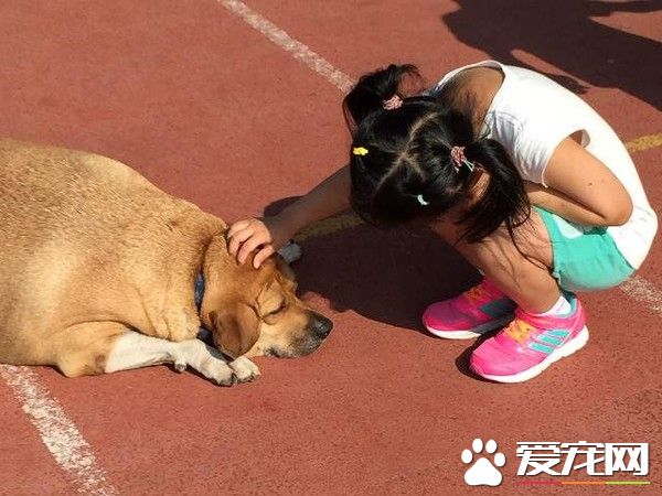 小學校犬被不斷喂食胖成豬 校導請勿喂食幫忙減肥