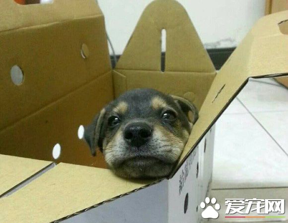 當年的淚眼汪汪的奶汪 收編后成江湖大哥