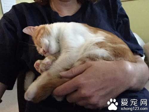 橘貓就愛躺貓奴胸口 原來背后有心酸故事