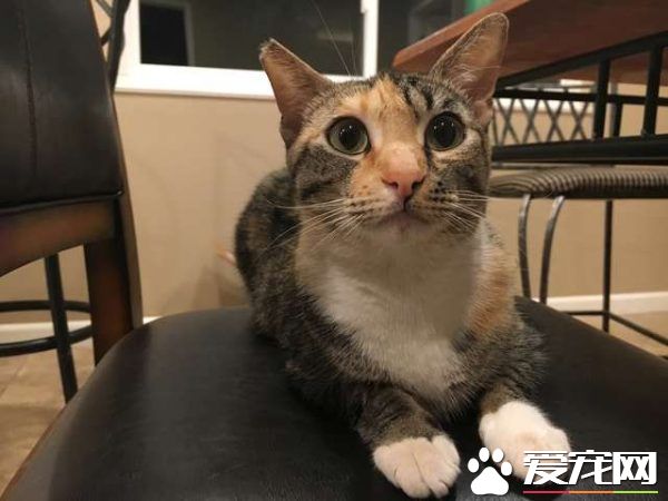 陌生貓咪直闖客廳 原來是前屋主的走失愛貓