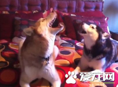 哈士奇還會二重唱 徹夜高歌陶醉飆高音