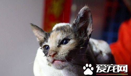 小貓卡壁內水管 屋主同意鑿墻壁救生命