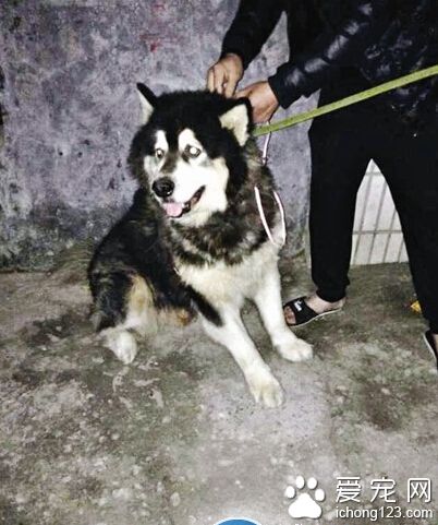 任性阿拉斯加雪橇犬堵門2小時 警察無可奈何