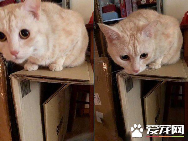 貓咪輕功紙箱上飄 貓奴：想嚇死娘親我嗎