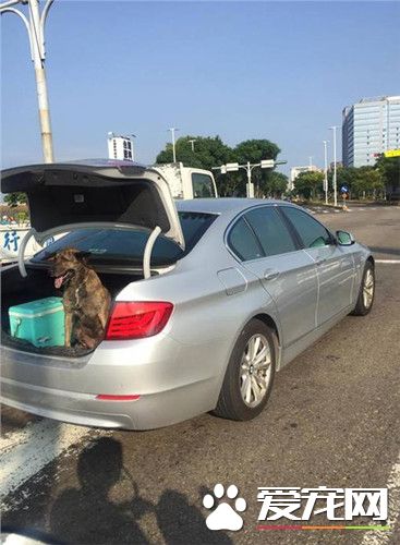 怕名車內裝被抓壞 愛犬丟后車廂吹風
