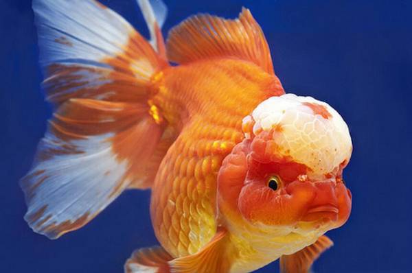 招財魚養幾條最好