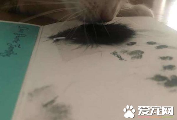 貓咪去世遺物制成紀念卡 好朋友對著貓毛又黏又蹭