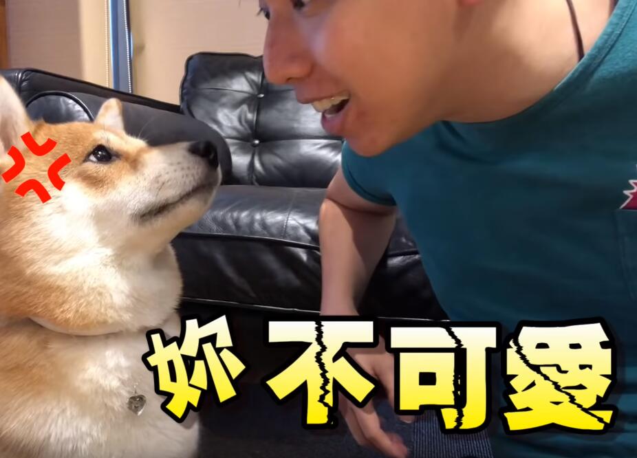 超自戀的柴犬 說不可愛就肉拳攻擊