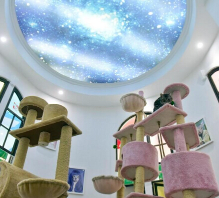 寵物酒店春節寄養150元一天供不應求