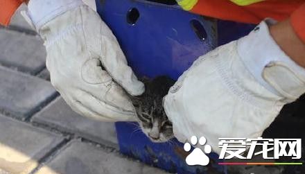 小貓咪頭被卡住痛得喵喵叫 消防員急鋸籃球架救援