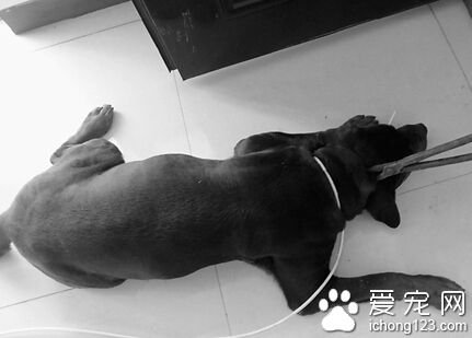 烈性羅威納犬公交車上咬傷人 被麻醉送犬類收容中心