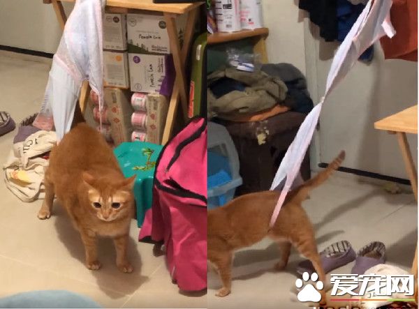萌貓被內衣捕獸夾捉住 無奈在原地瞎奔走