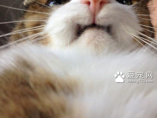 天生沒有上排門牙的寵物貓 擄獲了眾多貓奴的心