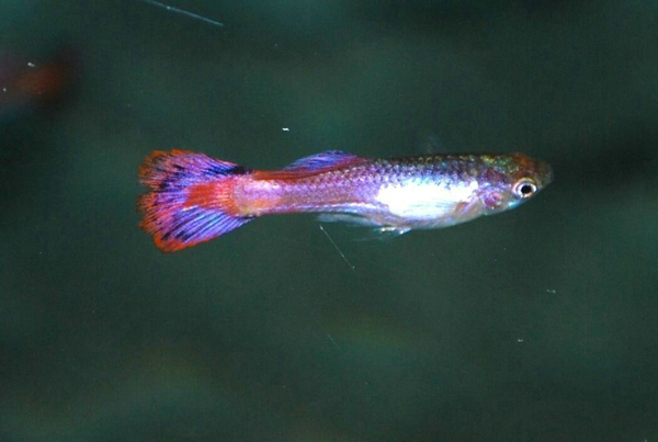 熱帶魚有哪些