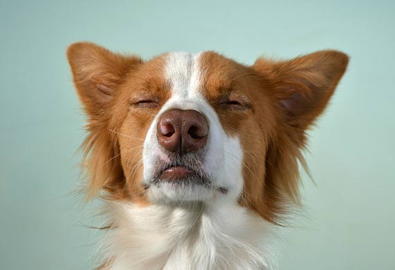 狗狗的健康問題不可掉以輕心 這五種犬病值得了解下