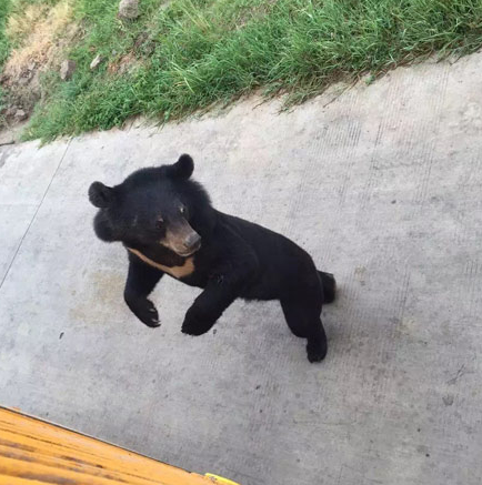 上海野生動物園一只黑熊被一群老虎活活咬死