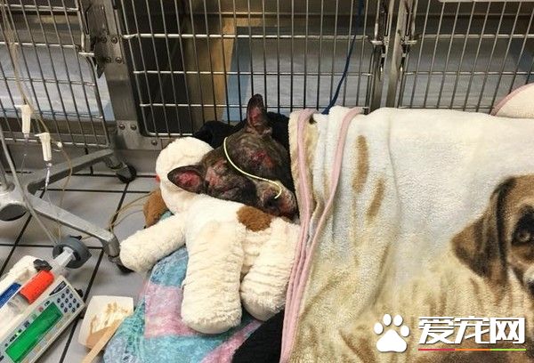 比特犬被綁焚燒 40%燒傷努力撐了5天仍離世