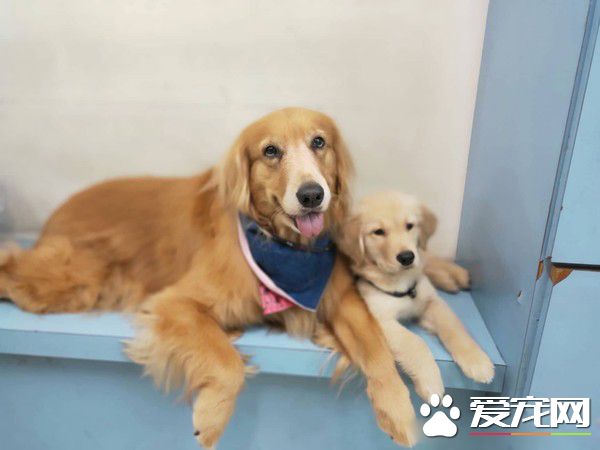 阿金從不愿意被狗碰 變成會保護弟弟的暖姐姐