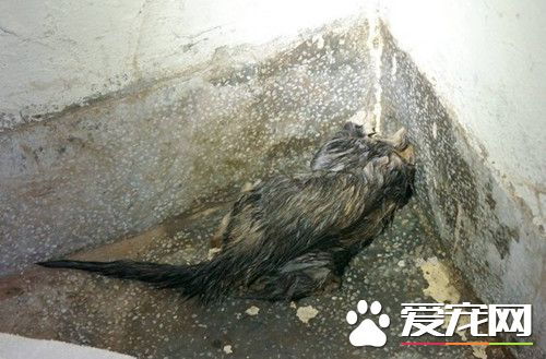 小貓卡壁內水管 屋主同意鑿墻壁救生命