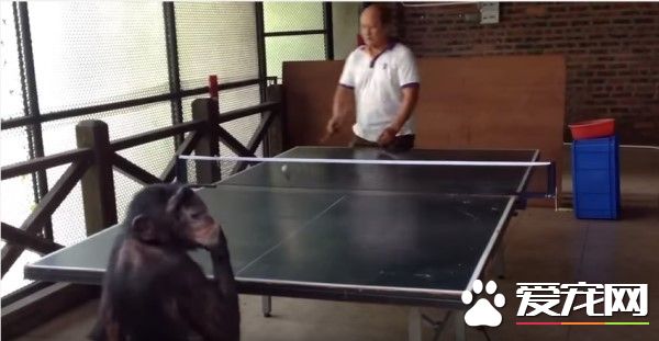 黑猩猩和人類打球 贏了還轉身偷笑
