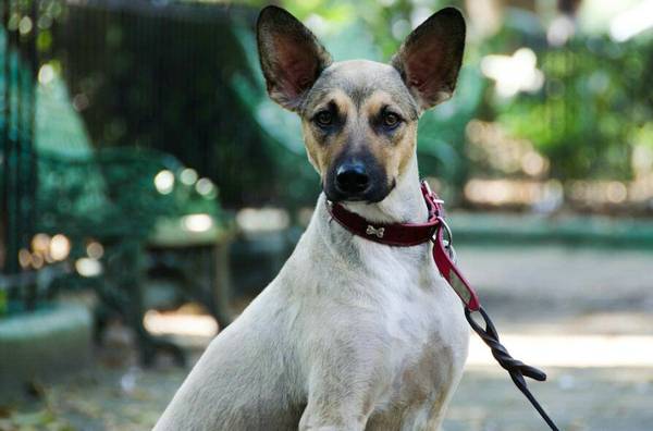狗狗得了犬瘟能活多久