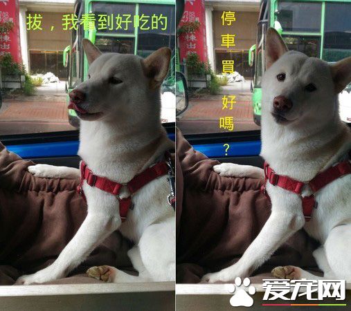 本汪才不是你養的！踩到地雷汪汪可是翻臉不認人的