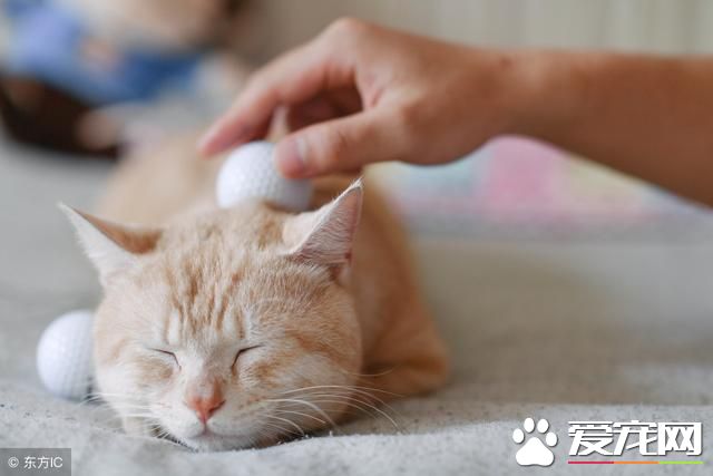 寵物肥胖癥