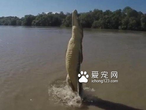 鱷魚展現良好彈跳能力 垂直跳出水面兩米高