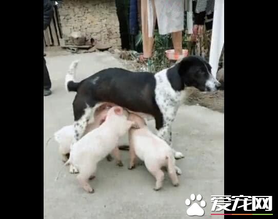 小豬把狗狗當媽媽，搶著喝狗狗的奶，狗狗都無法拒絕！