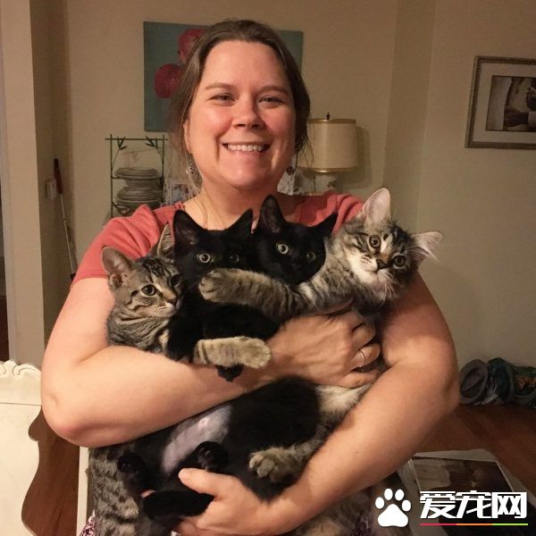 好心夫妻照顧中途貓咪 卻被四貓團結一致攻陷